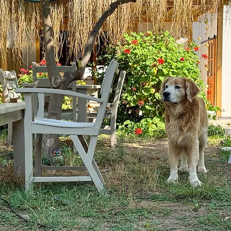 Sea Salt , Kitchene *